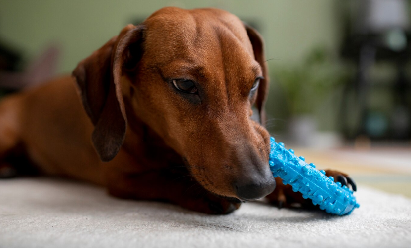 Can Dogs Chew on Sticks? Understanding the Risks and Alternatives