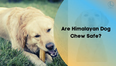 Are Himalayan Dog Chew Safe?