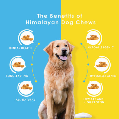 The benefits of Himalayan Dog Chews
