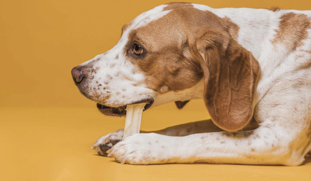 Why Do Dogs Like Chewing Bones? Exploring the Instinctual and Health Benefits