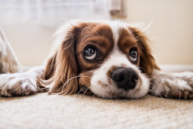 How Yak Chews Can Help Relieve Dog Anxiety