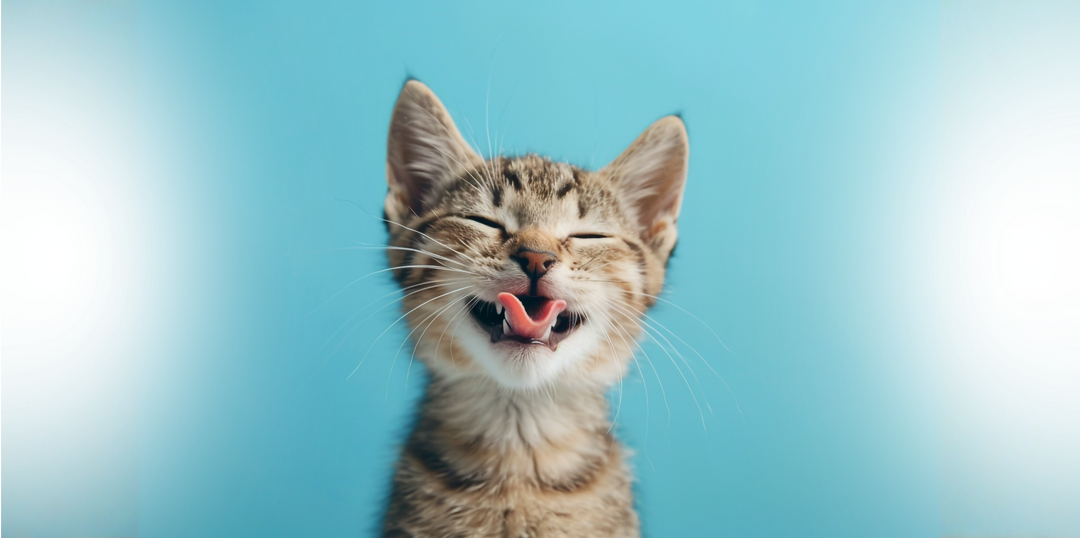 Cat Treats