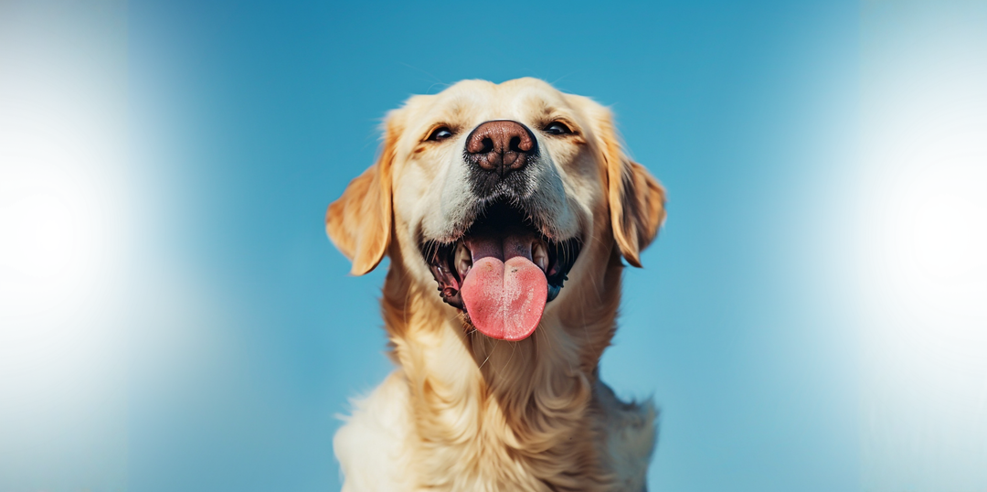 Dog Treats