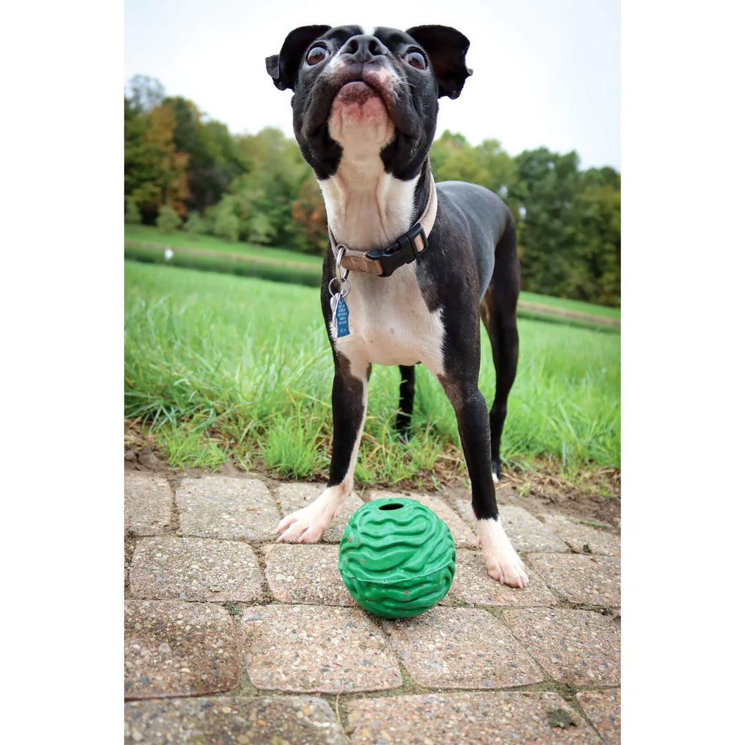 Luna Puppy Ball Rubber Dog Toy